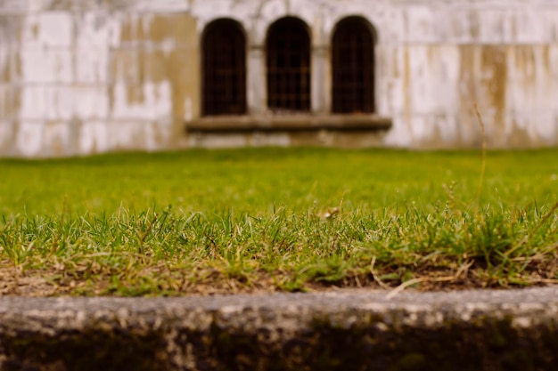 Green grass on a background window