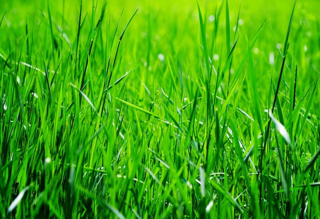 Green grass background with selective focus