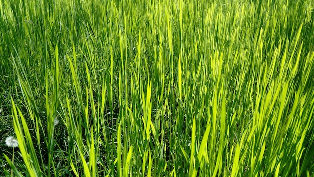 太陽の光で緑の草の背景小麦畑冬の作物作物が発芽春が来ました