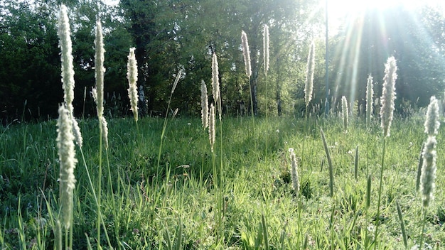 Зеленая трава на фоне солнечного луча. Пшеничное поле.