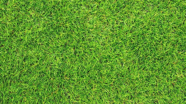 green grass background