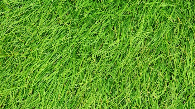 green grass background