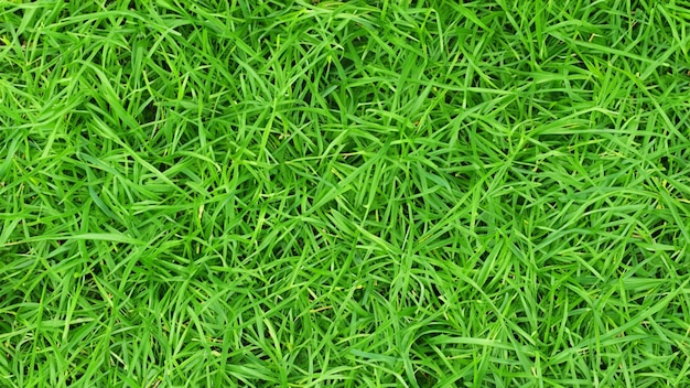 green grass background