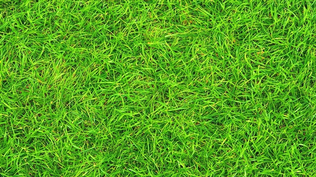 Зеленая трава фон