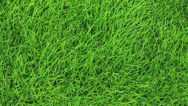 green grass background