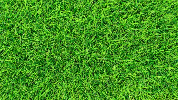 green grass background