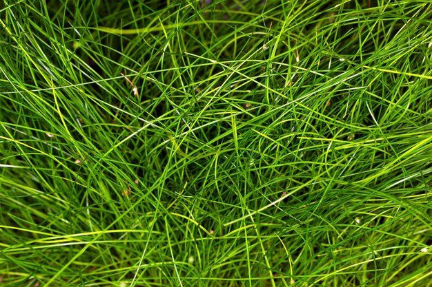Foto sfondo verde erba