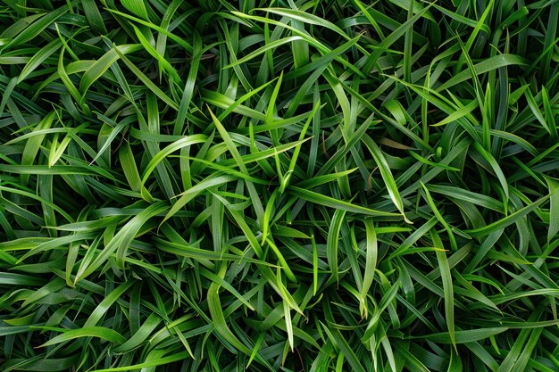 Photo green grass background