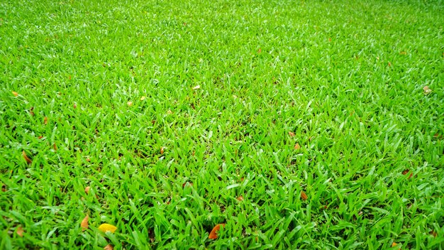 Green grass background