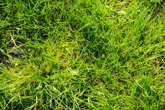 Green grass background