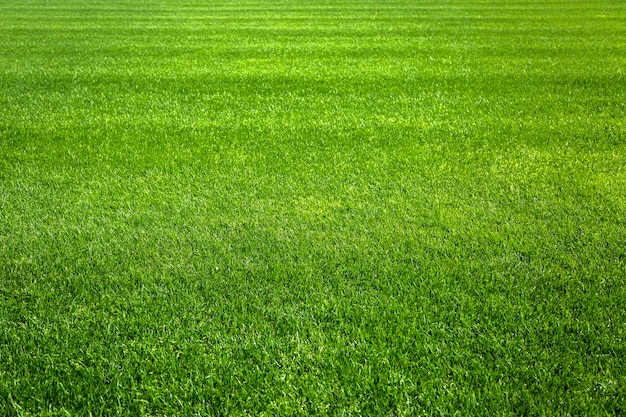 푸른 잔디, 배경