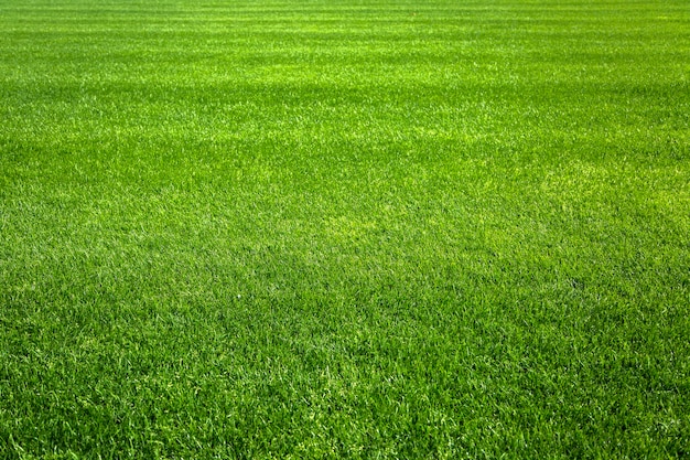 Green grass background