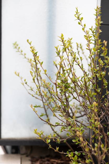 緑の芝生の背景