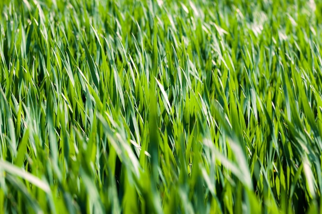 Photo green grass background