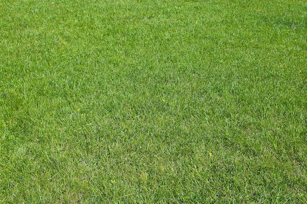 Green grass background