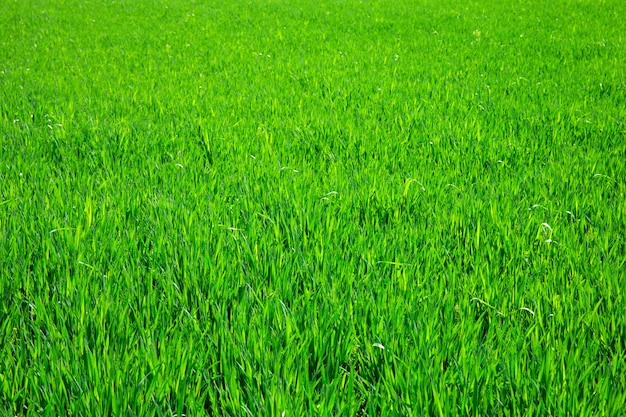 Green grass background