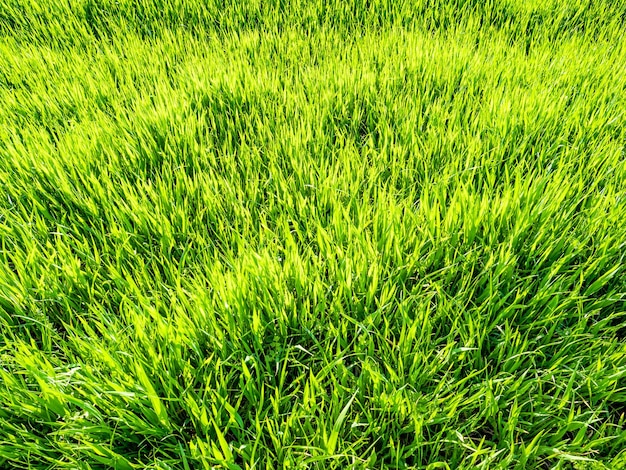 Photo green grass background