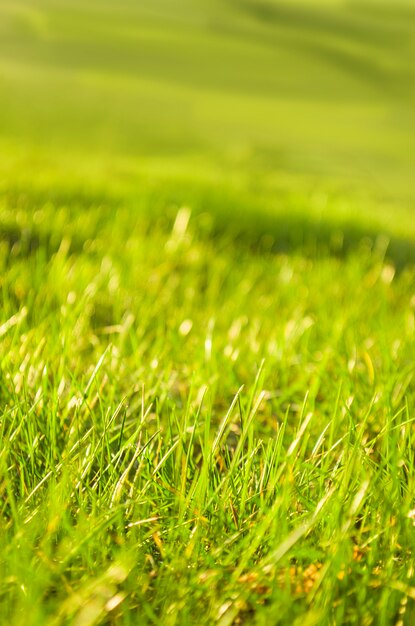 Green grass background