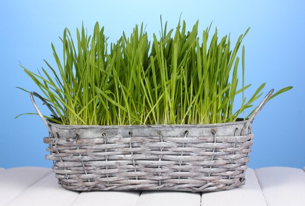 Green grass in basket on wooden table on blue background