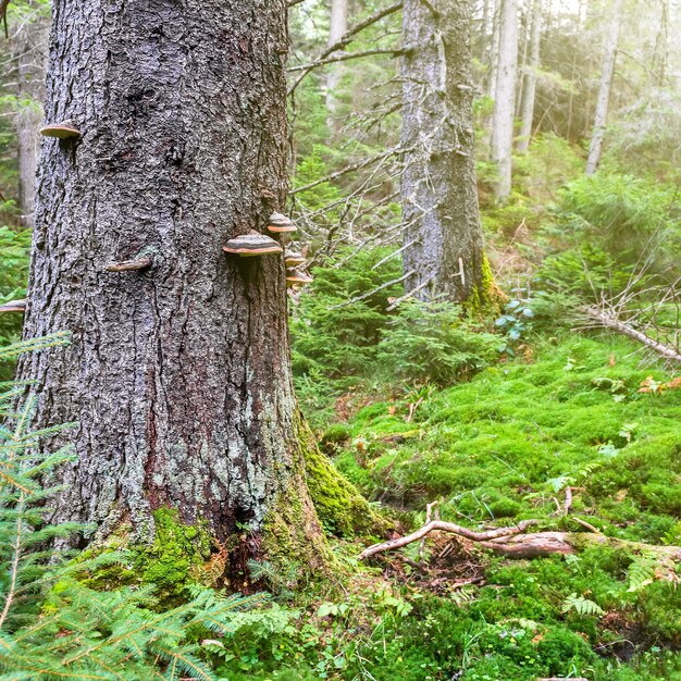 Erba verde sotto i grandi alberi della foresta