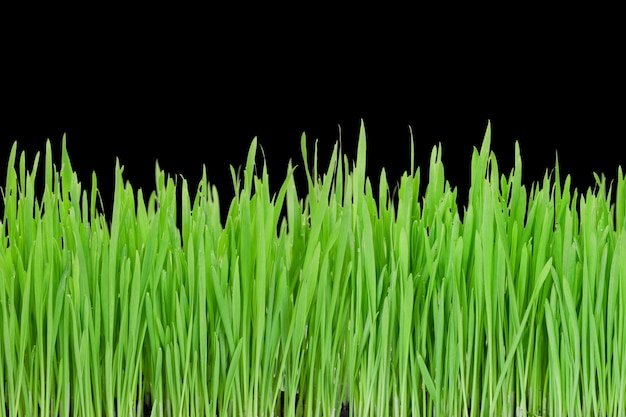 A green grass on a black background