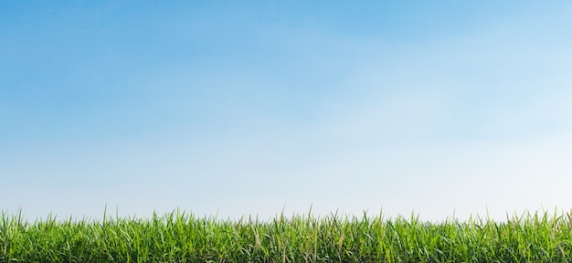 Photo green grass and blue sky background