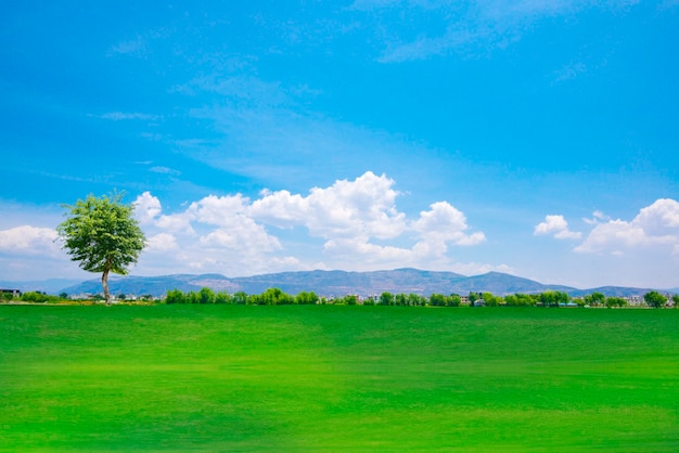 Green grass under blue sky and white clouds