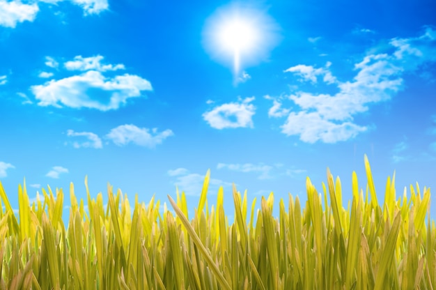 Green grass and blue sky with clouds