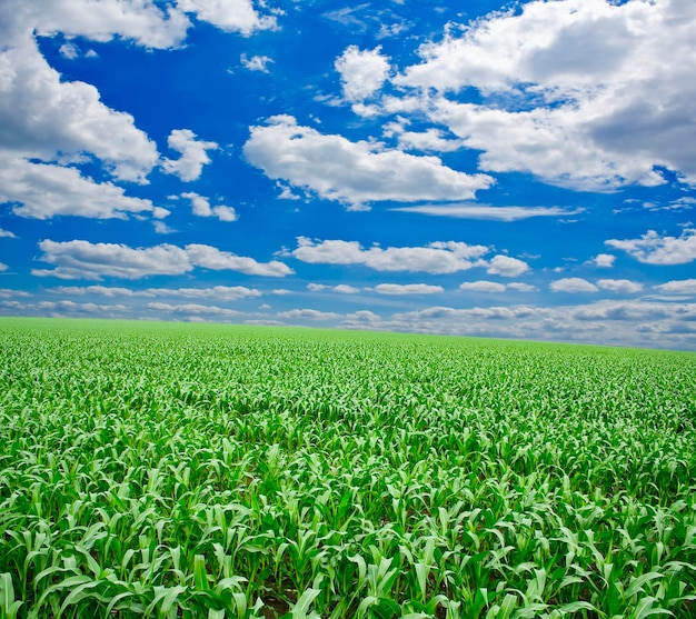 Erba verde sotto il cielo blu