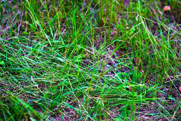 Green grass bokeh background hd