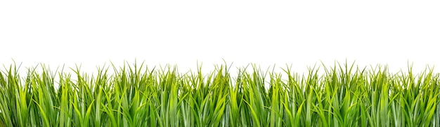 Photo green grass border isolated on white background