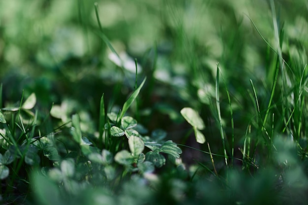 Green grass botany and nature landscaping for the home area landscaping and taking care of nature and the environment