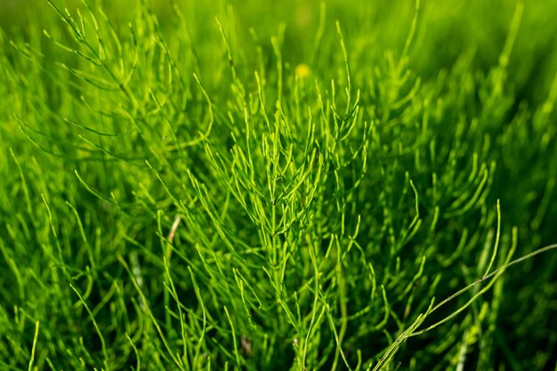 Green grass in bright colors, background texture. high quality\
photo