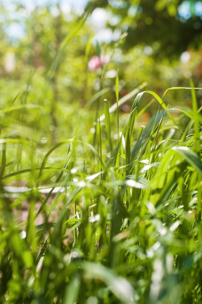 Green grass under the bright sunlight