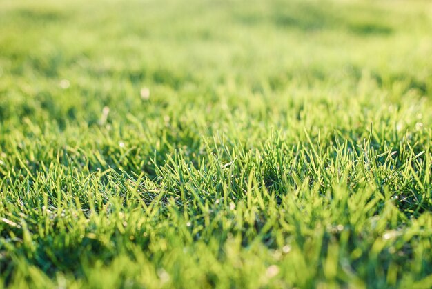 Green grass on bumpy lawn uneven lawn leveling