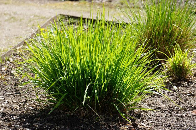 Green grass bush horizontal photograph