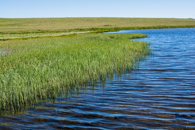 Green grass by the pond