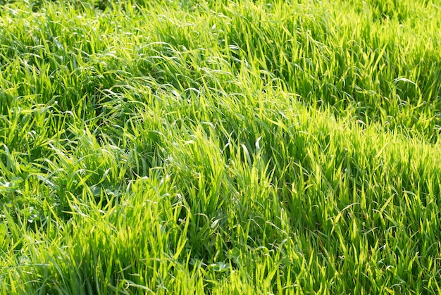 緑の草は背景に使用できます