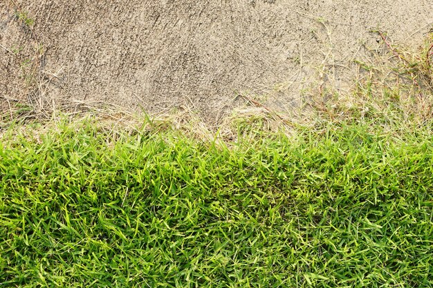 green grass and cement background