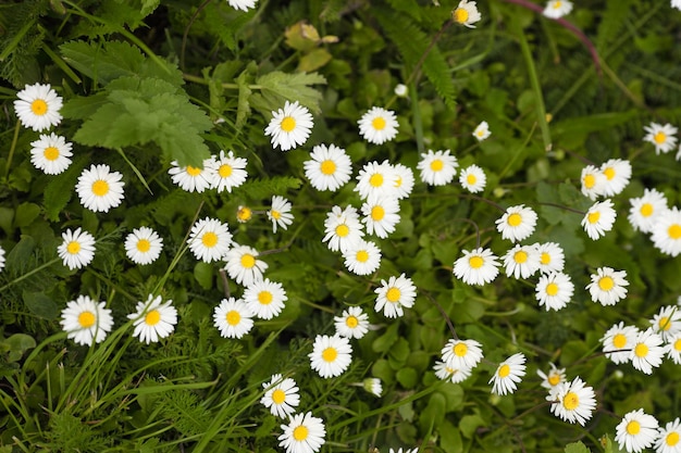 Green grass and chamomiles in the nature