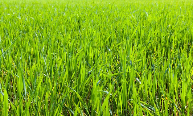 Green grass close up on agricultural fields from which wheat or rye grows, closeup