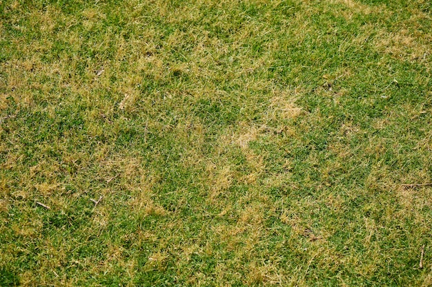 緑の芝生をクローズアップと背景