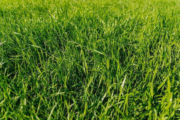 緑の草、クローズアップ。自然な背景。明るい太陽の光の中で緑のジューシーな草の質感。公園や牧草地。