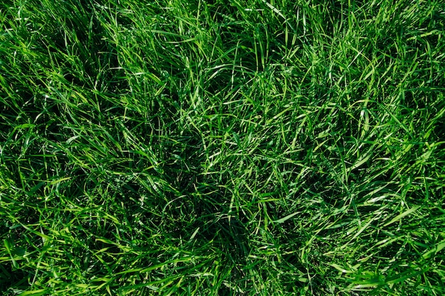 green grass, close-up. natural background. the texture of green.