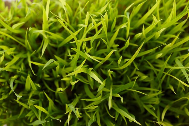 写真 緑の草のクローズアップマクロ、上面図の背景