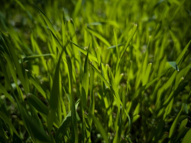 Green grass close-up