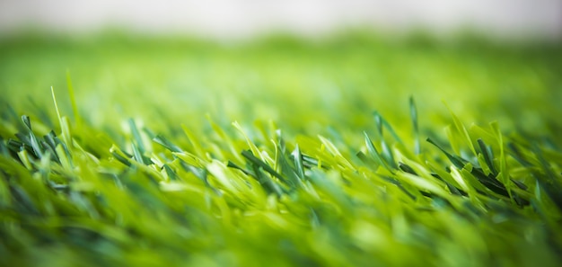 Foto close-up di erba verde