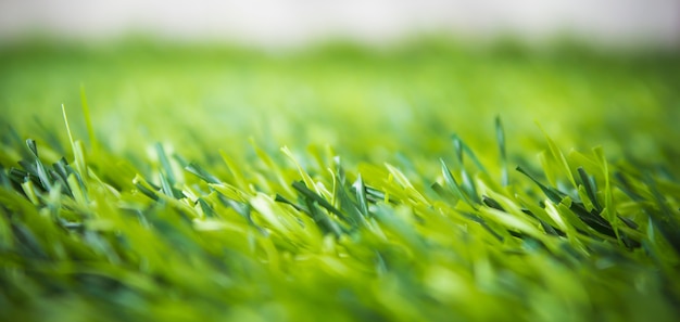 Green grass close-up