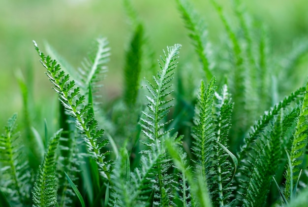 Primo piano dell'erba verde come sfondo astratto con spazio per le parole