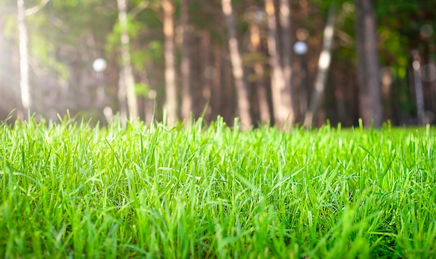 green grass closeup on the background of the forest